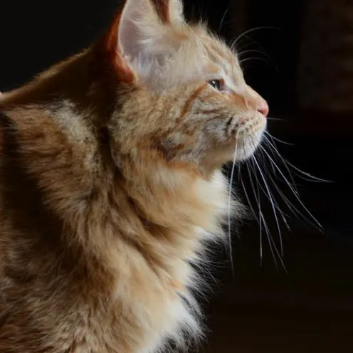 Profile of an orange cat with a fluffy chest 